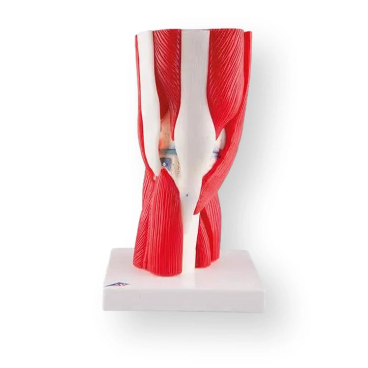 Articulation du genou, en 12 pièces - Anatomie et pathologie - My Podologie