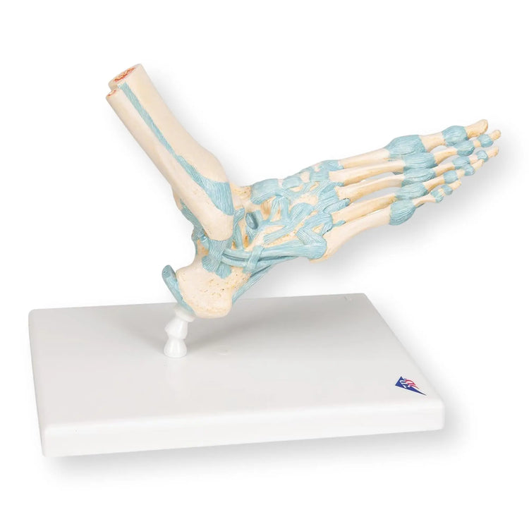 Modèle de squelette du pied avec ligaments 3B Scientific