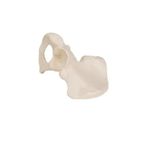 Os pelvien - Anatomie et pathologie 3B Scientific