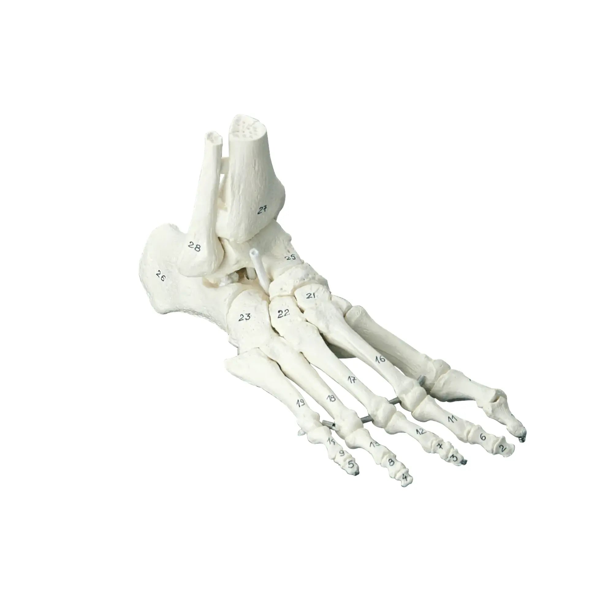 Squelette classique - Pied avec début tibia et os numérotés Ruck