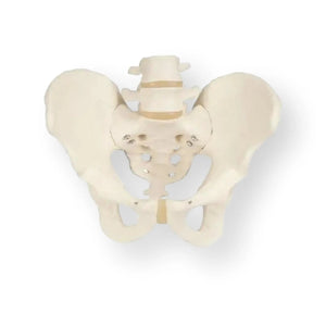Squelette du bassin, masculin - Anatomie et pathologie - My Podologie