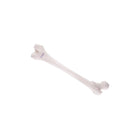 Femur - Anatomy and pathology