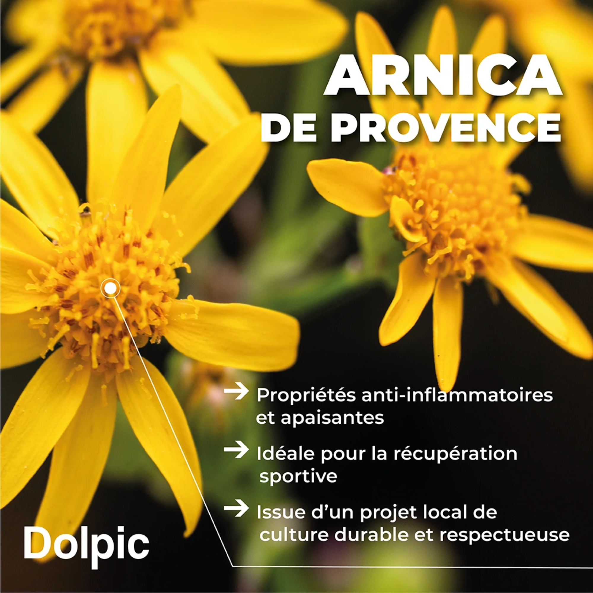 Huile de massage - 100 ml - Dolpic Dolpic 