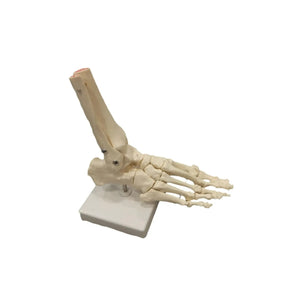 Skeleton of the articulated foot - My Podologie - My Podologie