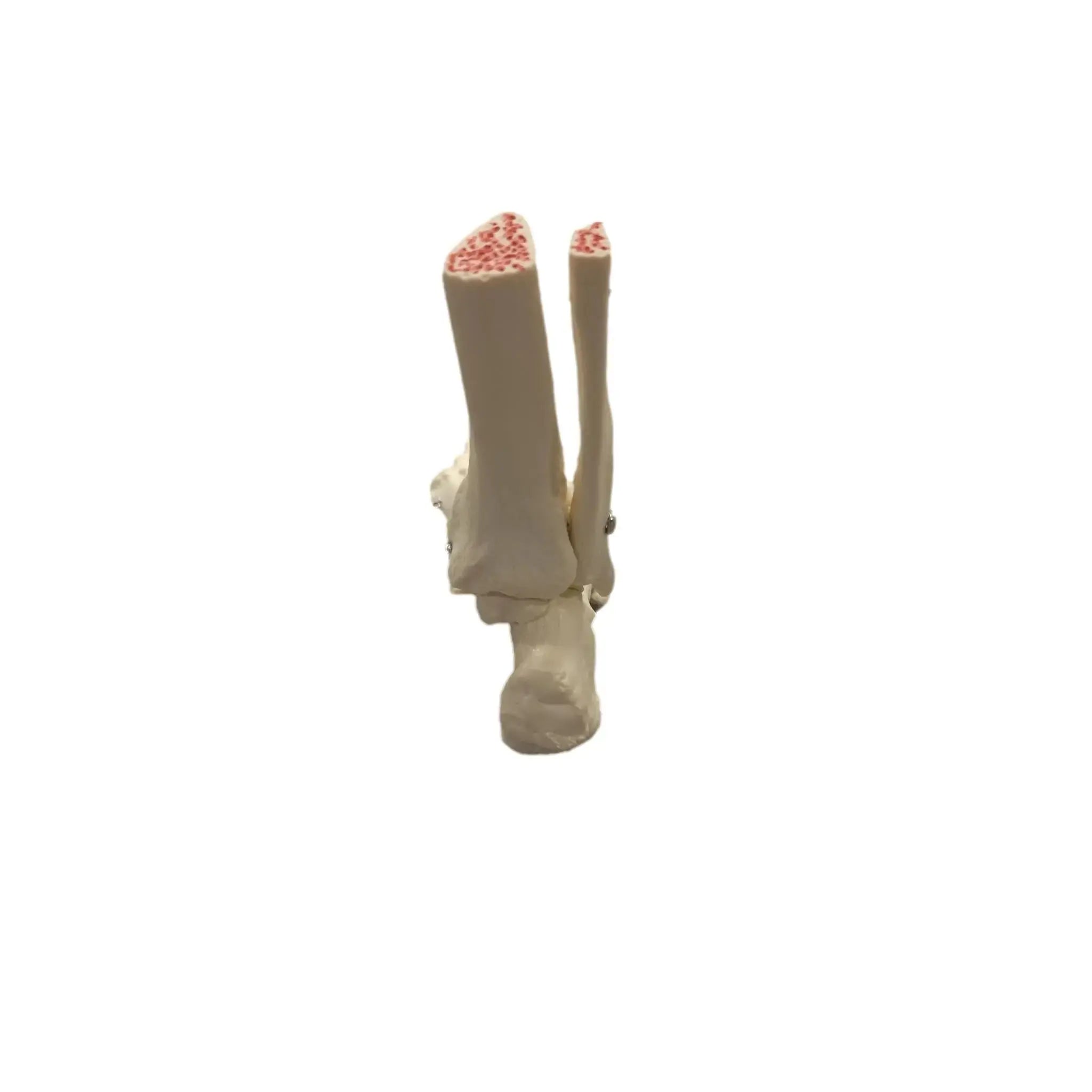 Skeleton of the articulated foot - My Podologie - My Podologie