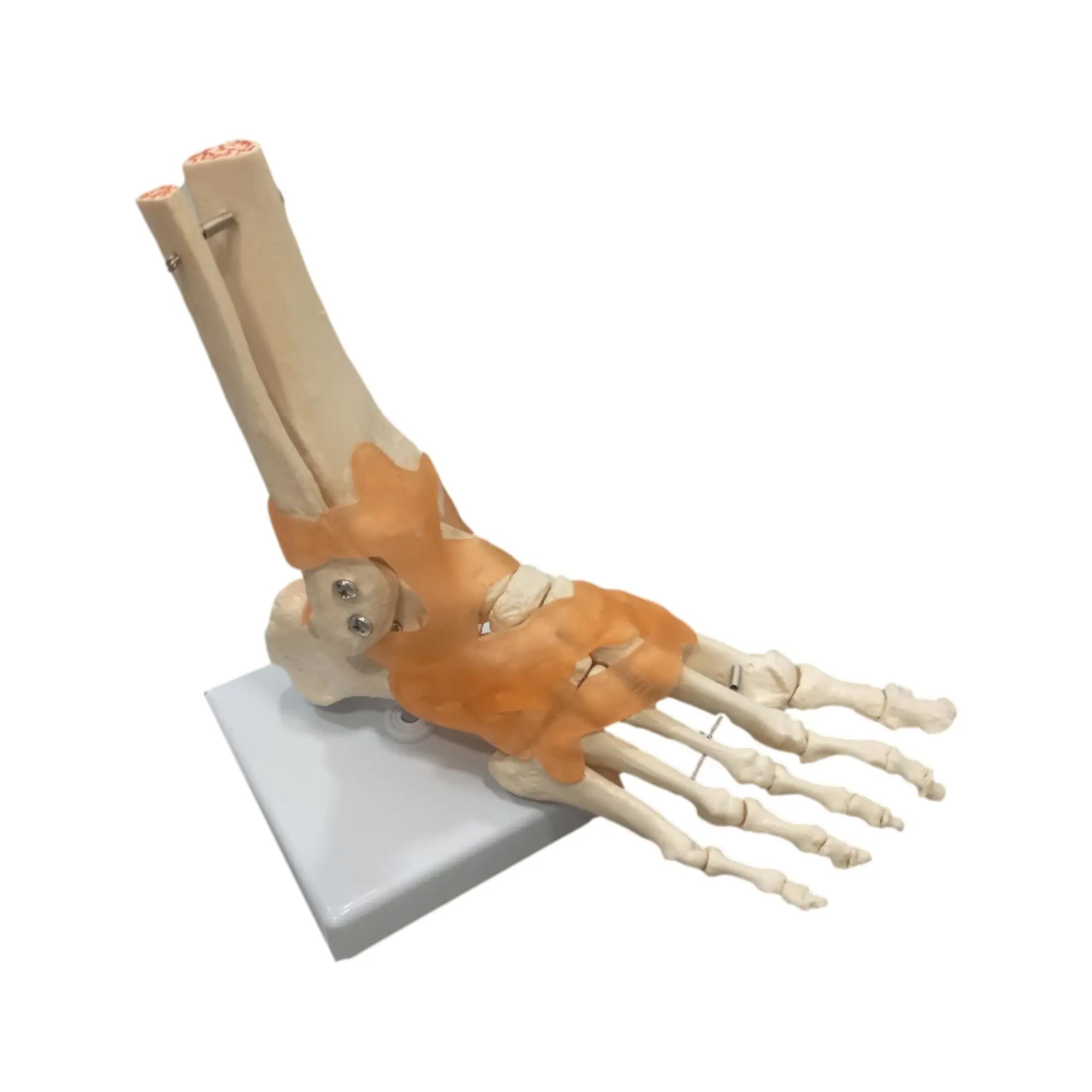 Squelette du pied sur base My Podologie 