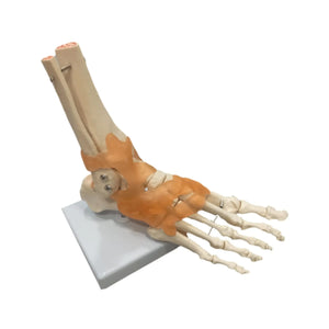 Squelette du pied sur base My Podologie 